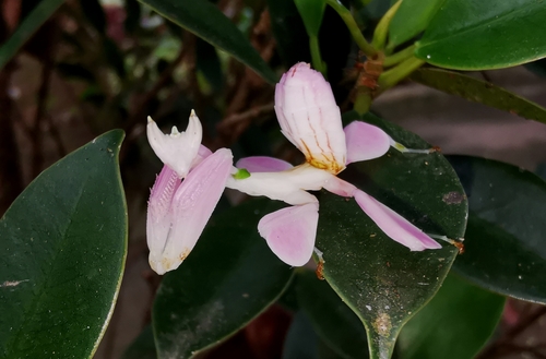 Orchid Mantis photo 3