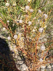 Leucadendron cinereum