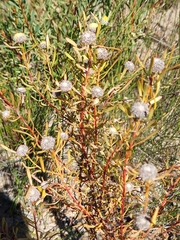 Leucadendron cinereum