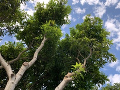 Syzygium samarangense