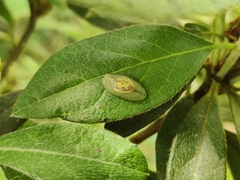Hyalimax perlucidus