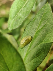 Hyalimax perlucidus