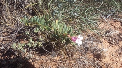 Pachypodium bispinosum
