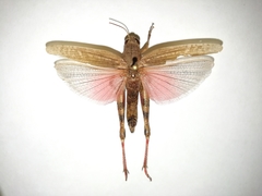 Calliptamus turanicus
