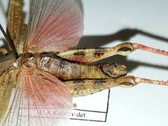 Calliptamus turanicus