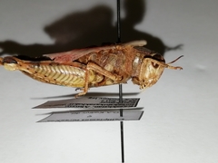 Calliptamus turanicus
