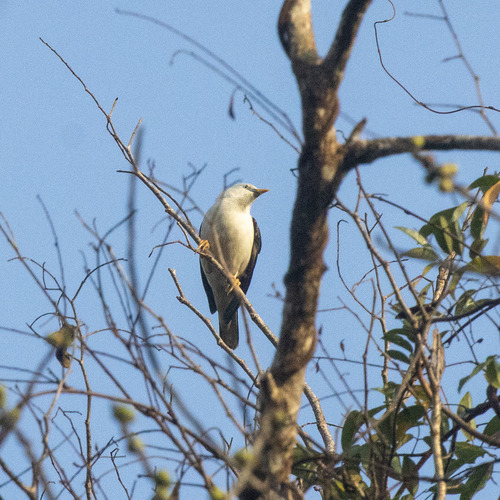 White-headed Starling (Sturnia erythropygia), photo 7