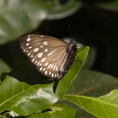 Euploea andamanensis