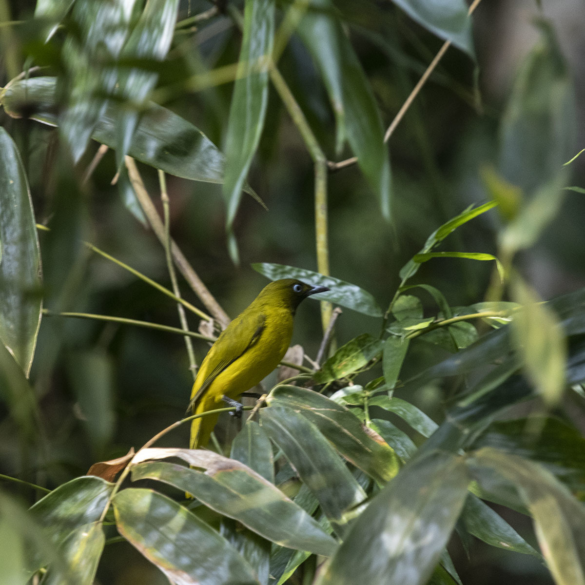 Andaman Bulbul illustration