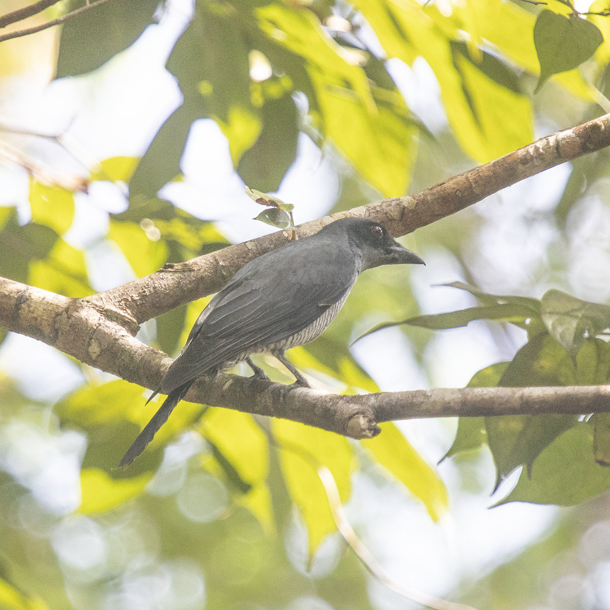 Andaman Cuckooshrike (Coracina dobsoni), photo 1