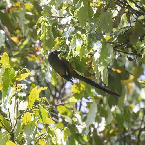Andaman Treepie (Dendrocitta bayleii), photo 5