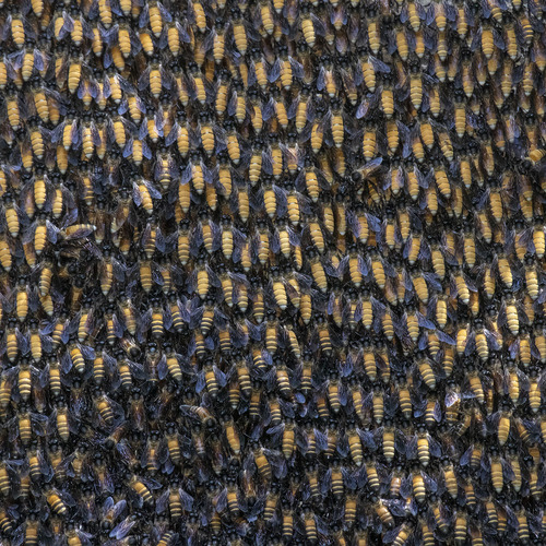 Giant Honey Bee photo 3
