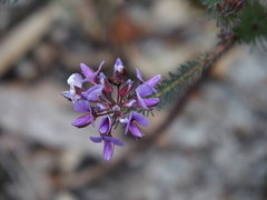Gompholobium confertum