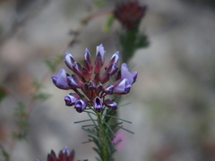 Gompholobium confertum