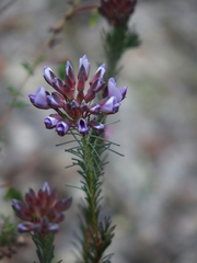 Gompholobium confertum