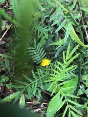 Senna aciphylla