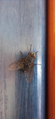Calliphora vicina
