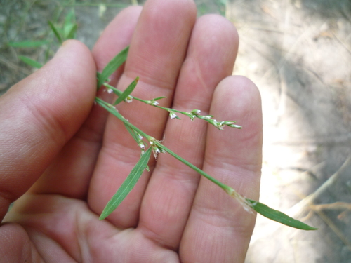 Bellard's smartweed (Polygonum patulum)