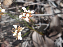 Stylidium junceum