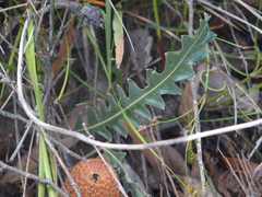 Banksia gardneri