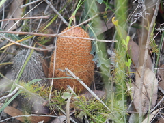 Banksia gardneri