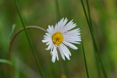 Allittia cardiocarpa