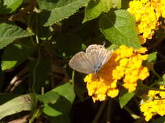 Catochrysops panormus exiguus