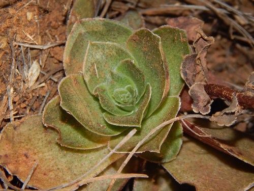 Crassula capitella
