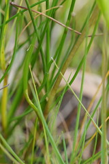 Allittia cardiocarpa