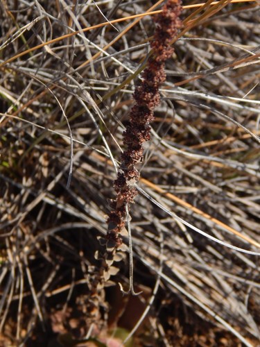 Crassula capitella