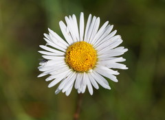 Allittia cardiocarpa