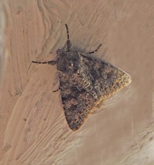 Polymixis rufocincta