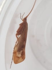 Limnephilus marmoratus