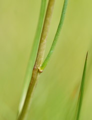 Allittia cardiocarpa