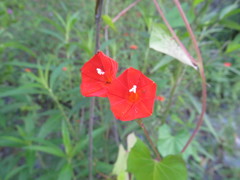 Ipomoea rubriflora