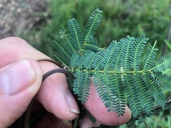 Acacia loroloba