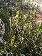 Justicia orchioides