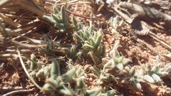 Trichodiadema barbatum