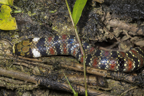 False Coral Snake