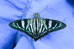Phocides metrodorus