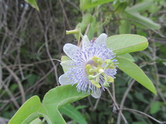 Passiflora tucumanensis