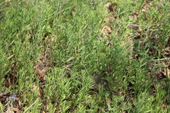 Dyschoriste linearis