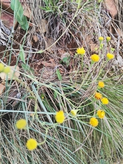 Senecio glaberrimus
