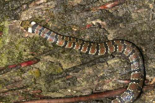 False Coral Snake