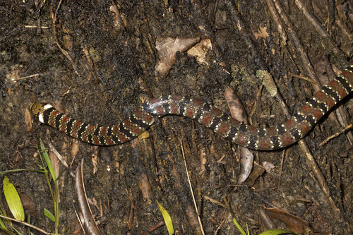 False Coral Snake