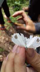 Leptosia nina