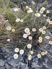 Helichrysum chionosphaerum