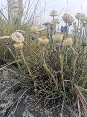 Helichrysum chionosphaerum