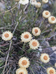 Helichrysum chionosphaerum