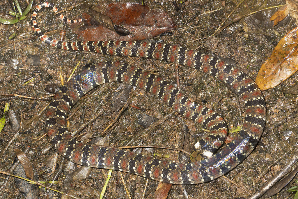Amazon Water Snake
